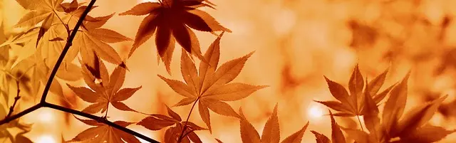 Les Must-Have pour les Soldes Automne : Indispensables à Acheter