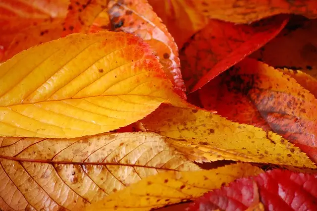 Les Astuces Incontournables pour Économiser pendant les Soldes Automne